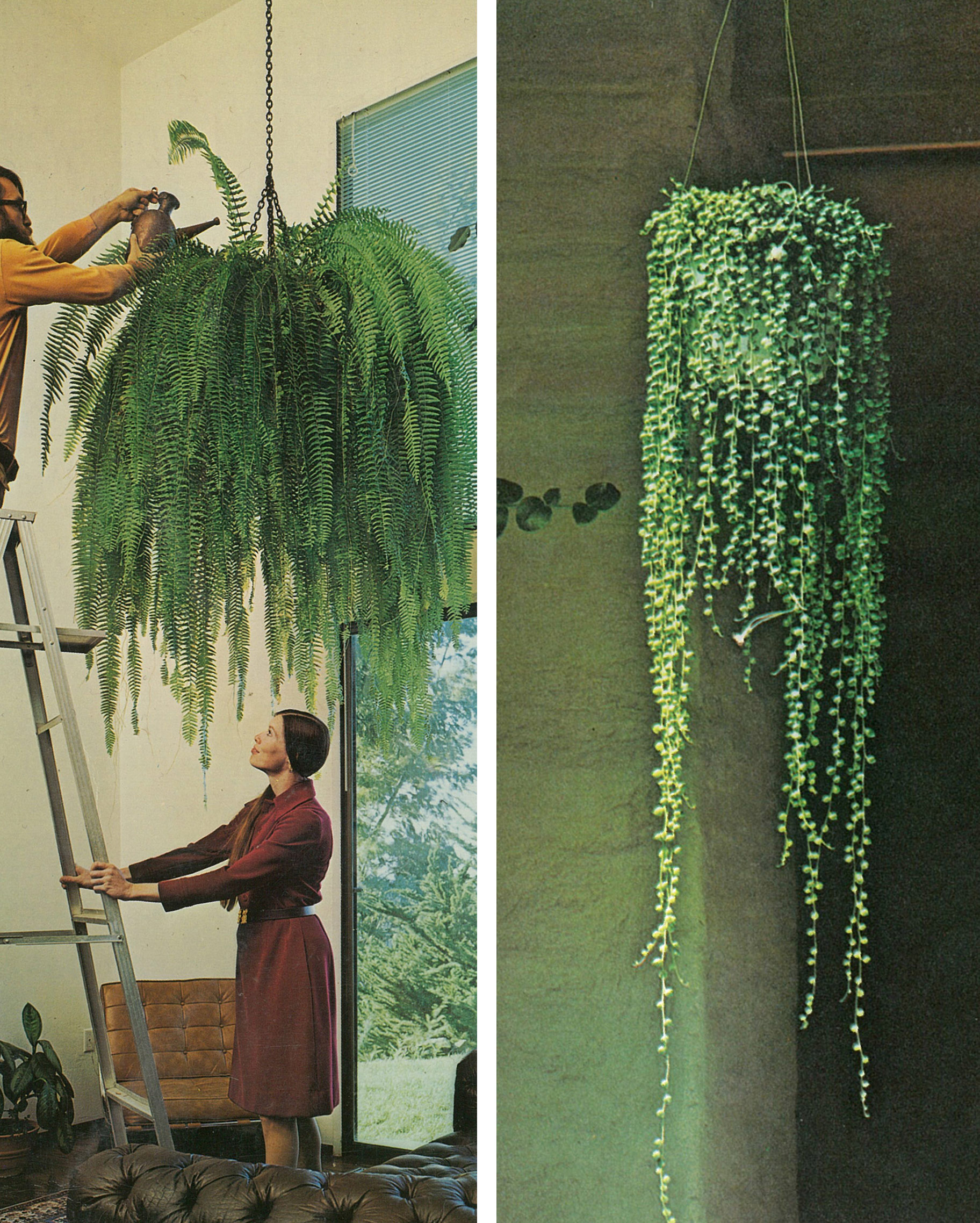 hanging plants | The Secret Garden