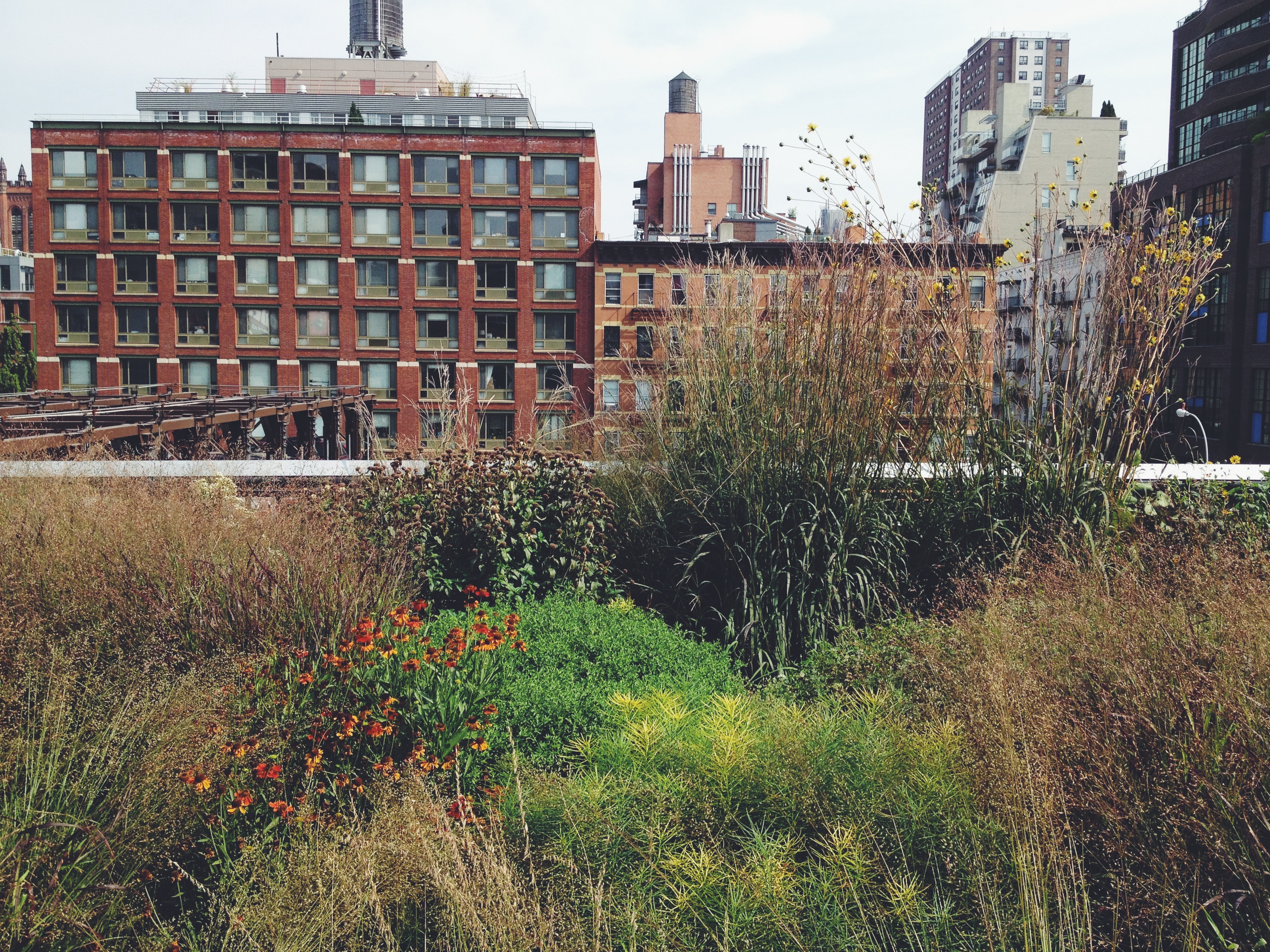 The High Line | The Secret Garden